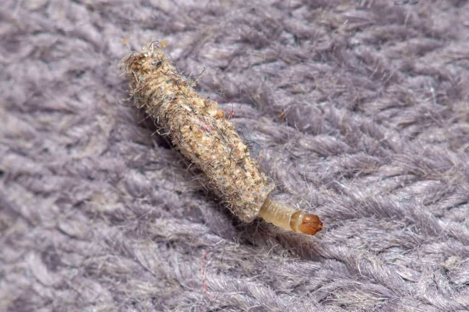 Larva of Tinea pelionella moth dragging her snug case on a fabric cloth