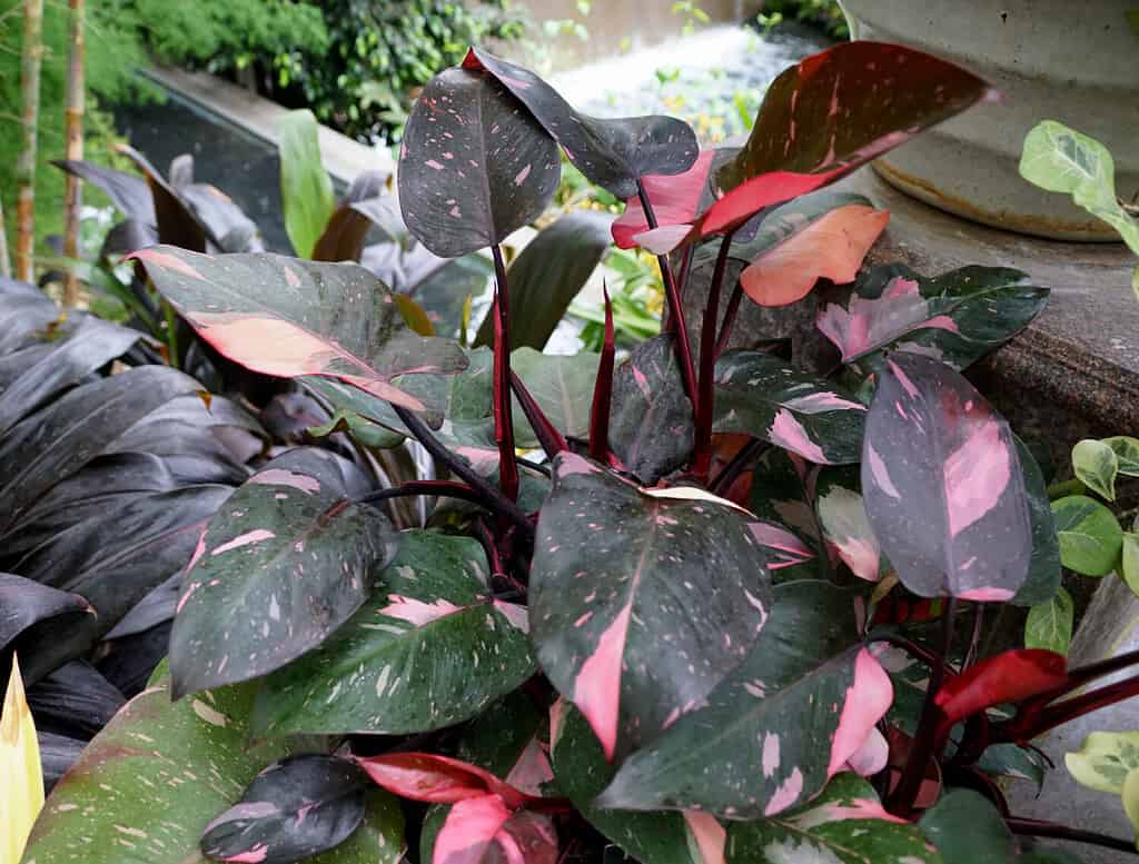 Beautiful pink and black leaves of Philodendron Pink Princess tropical plant