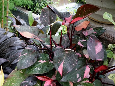 A Caring for Your Pink Princess Philodendron: 8 Tips for a Healthy Plant