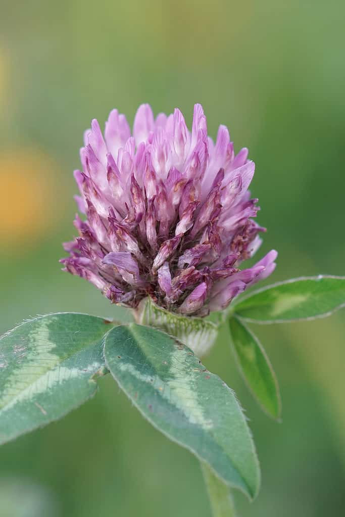 A closeup on the red clover, Trifolium pratense in a meadow