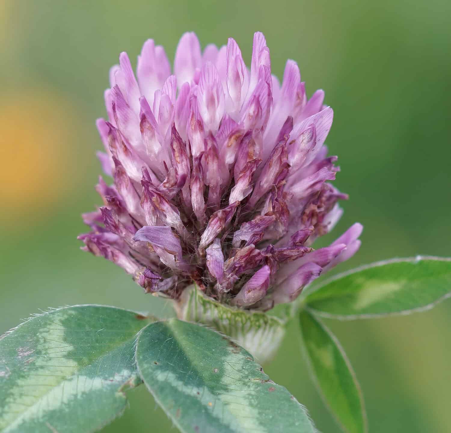 A closeup on the red clover, Trifolium pratense in a meadow