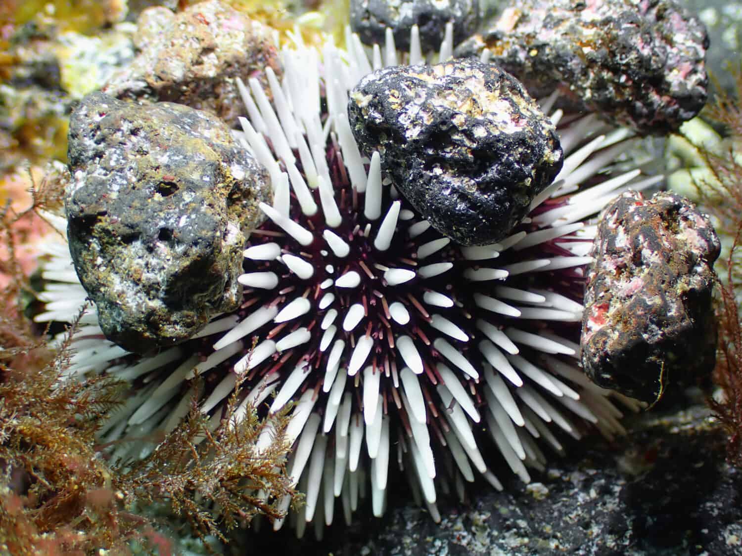 An underwater shot of a Sphaerechinus granularis, a purple sea urchin at the Canary islands