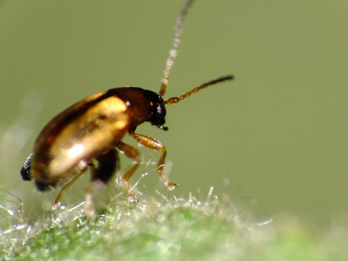 A closeup shot of a crucifer flea beetle on a plant