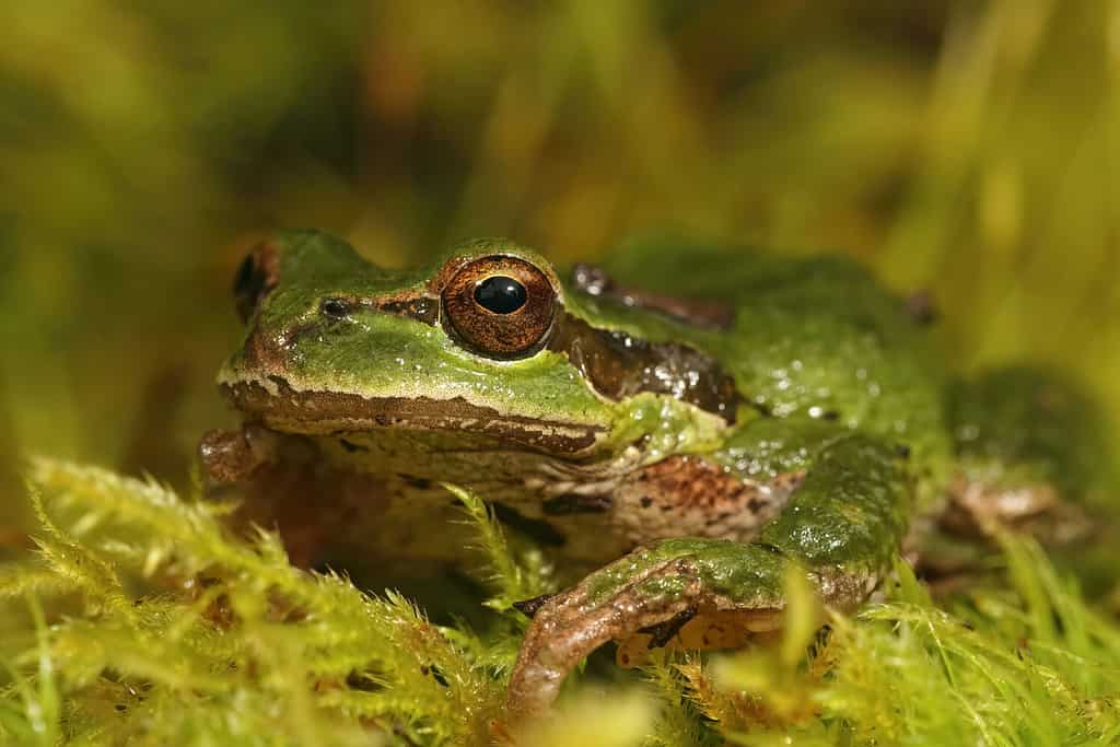 A closeup shot on a green Pacific treefrog, Pseudacris regilla on green moss
