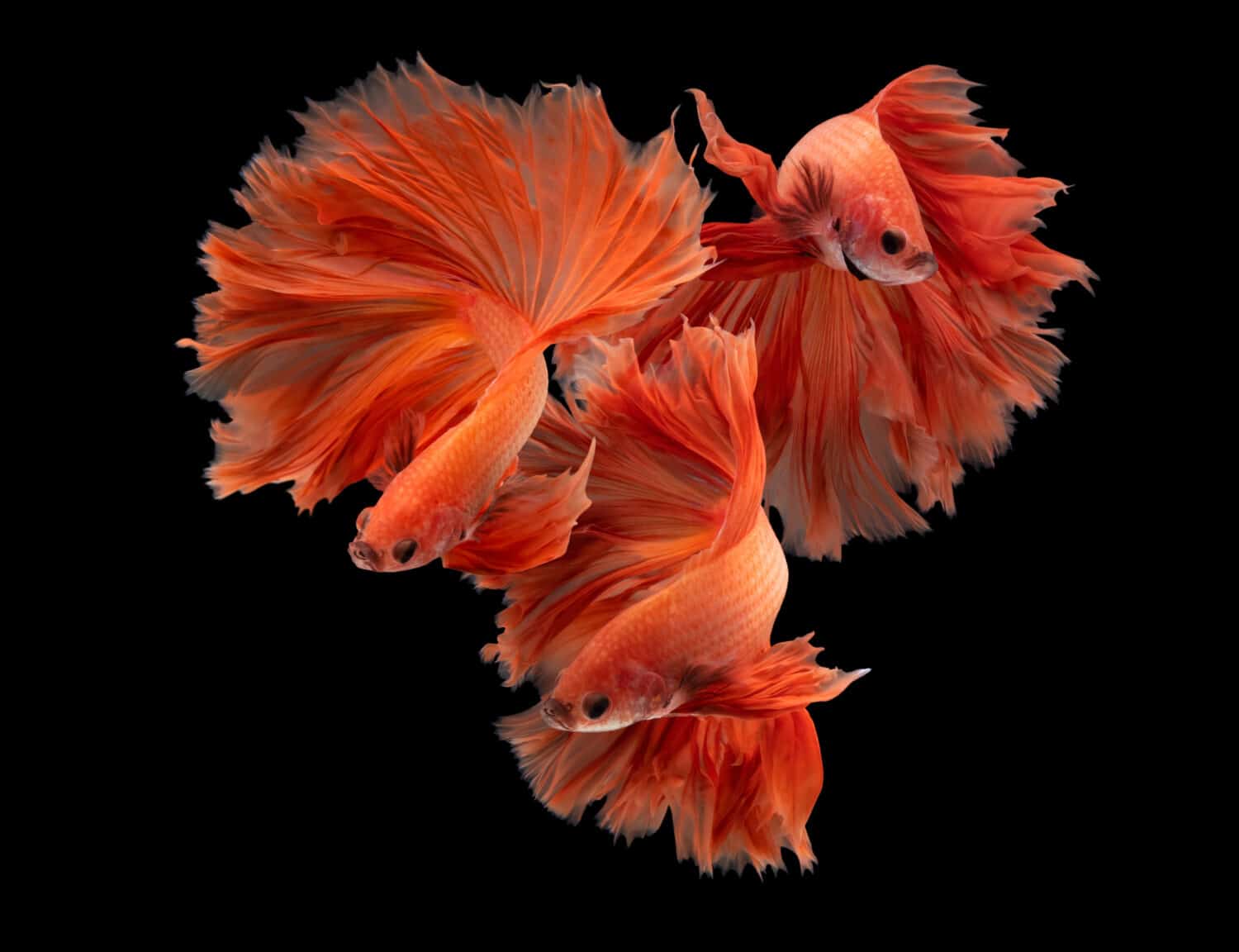 Multi color Siamese fighting fish(Rosetail)(halfmoon),fighting fish,Betta splendens,on nature background