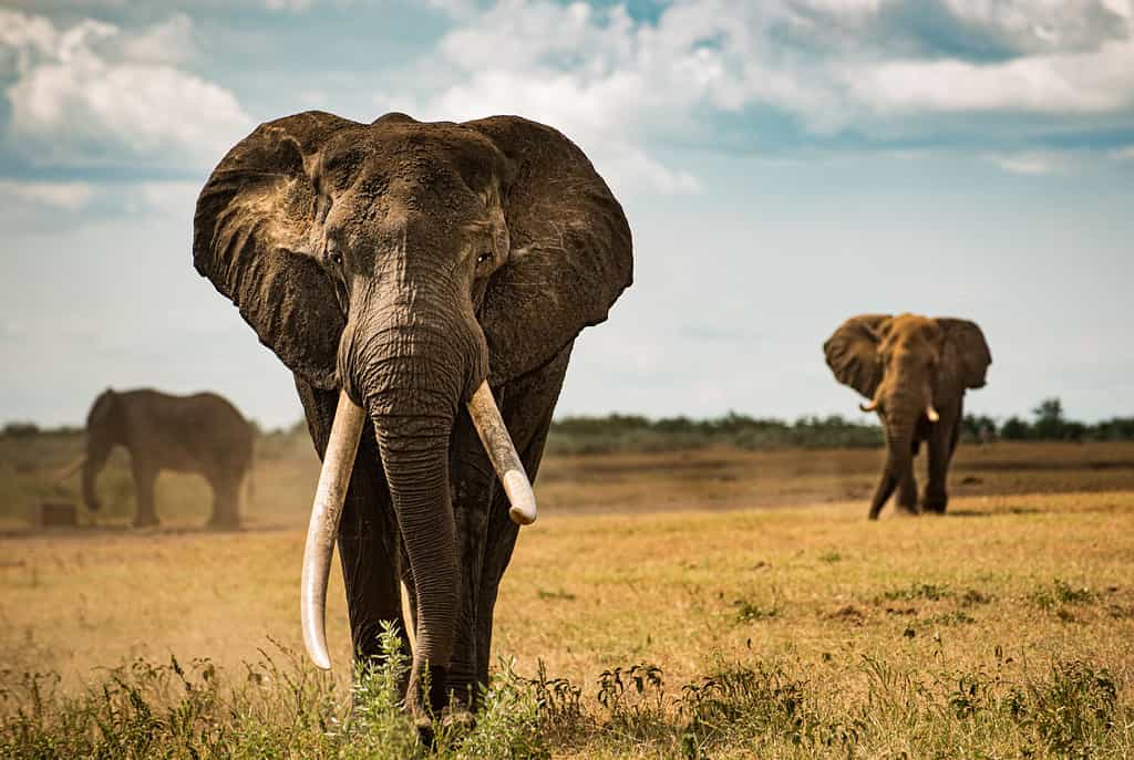 Huge elephants walking as a group in the savannah