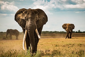Discover Why Elephants Sway Back and Forth Picture