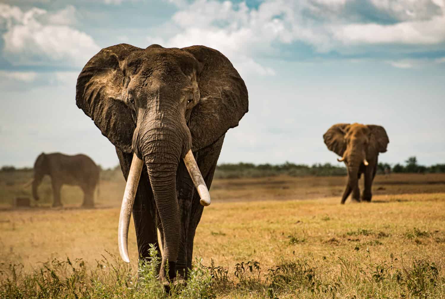 Big tusker elephant that wonders across african savanna plains of the Kruger NP