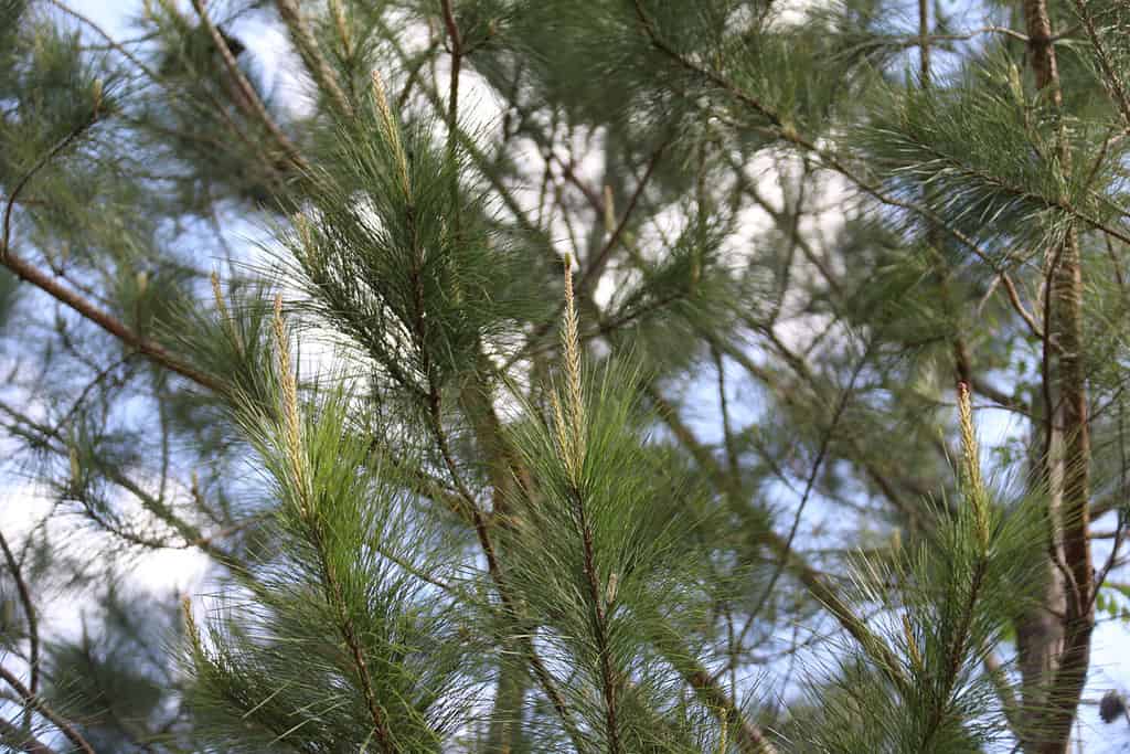 The crowns of longleaf pine tree species native to the Southeastern United States