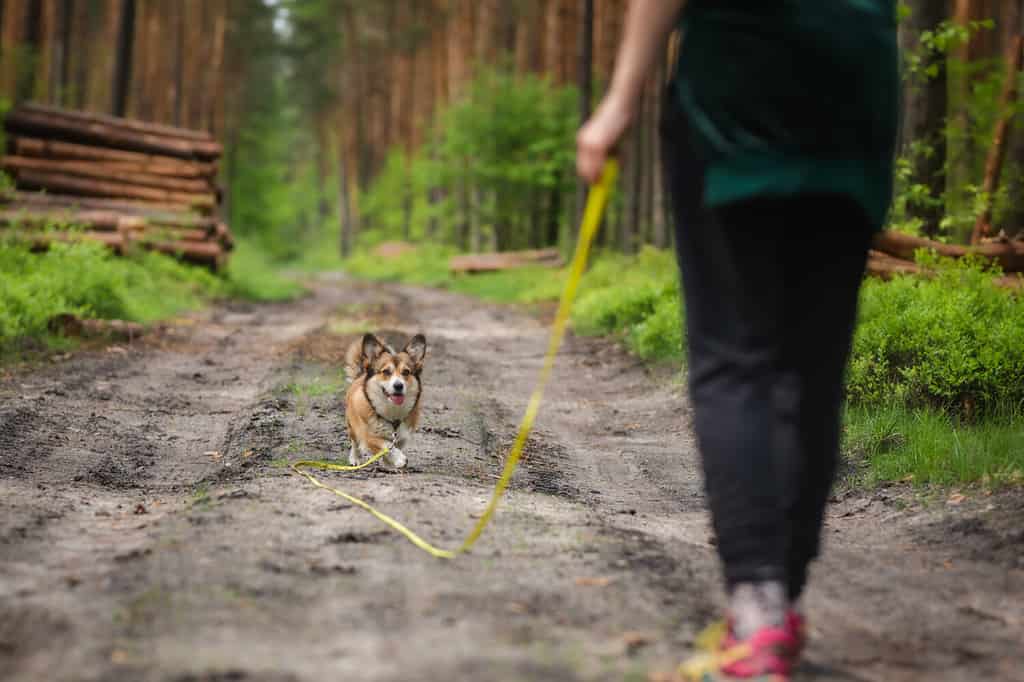 Welsh corgi pembroke training with owner in a forest