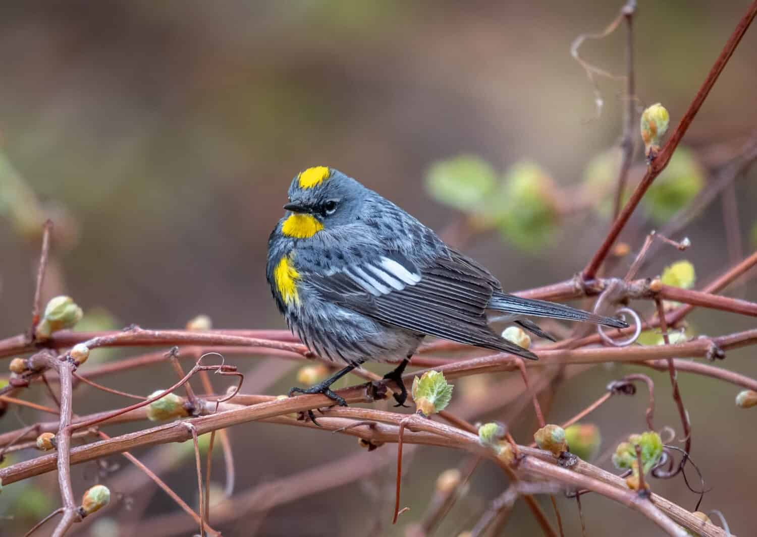 A beautiful male Yellow-rumped Warbler peches on a grape vine during its spring migration in a Colorado river corridor,