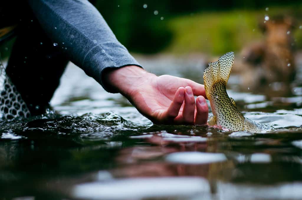 Trout with tail in the air as it's being released back in the water during a day fly fishing