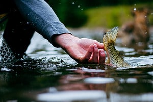 Discover the Official State Fish of Colorado (And Where You Might Spot It This Summer) Picture
