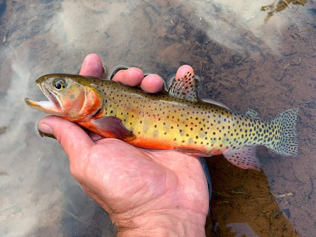 Colorado River cutthroat trout (Oncorhynchus clarkii pleuriticus), western USA