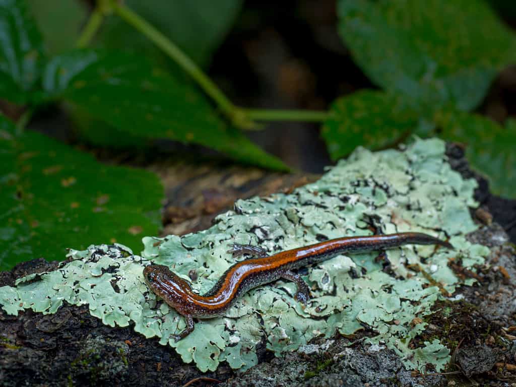 Eastern red-backed salamander (lungless salamander family) on lichen, Maine