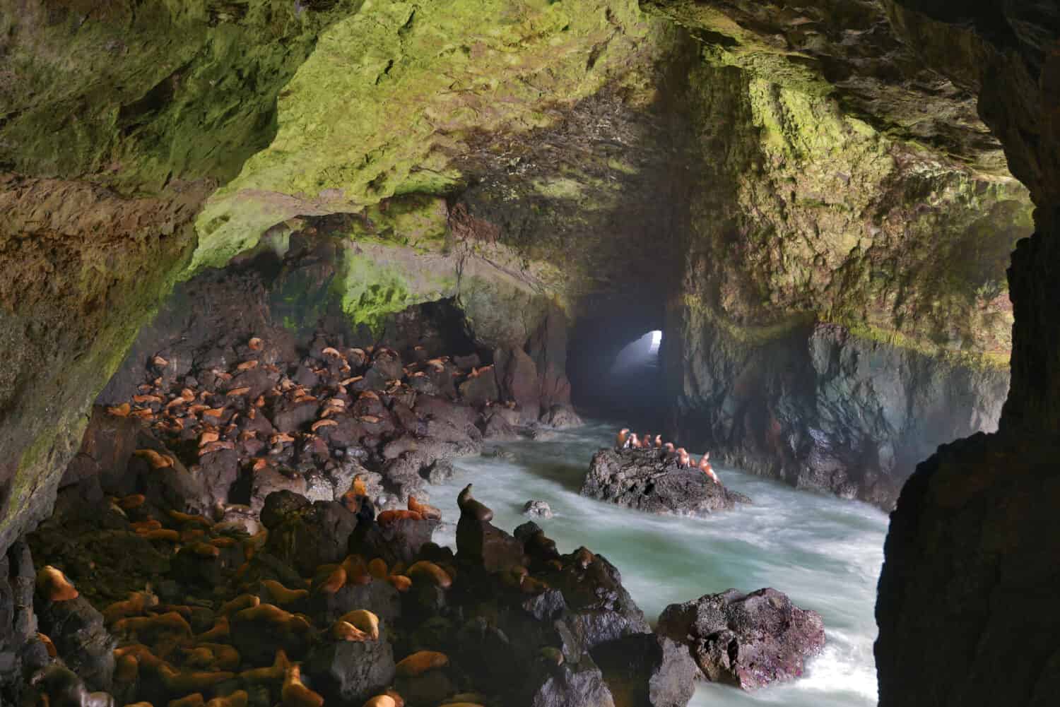 USA, Oregon. Sea lions inside cave on coast. on coast.