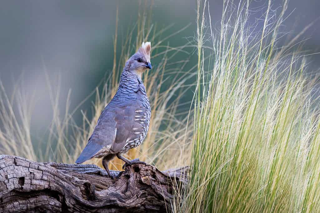 Scaled Quail (Callipepla squamata) in west Texas habitat