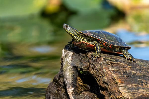 The Complete List of Every Official US State Reptile (With Pictures ...