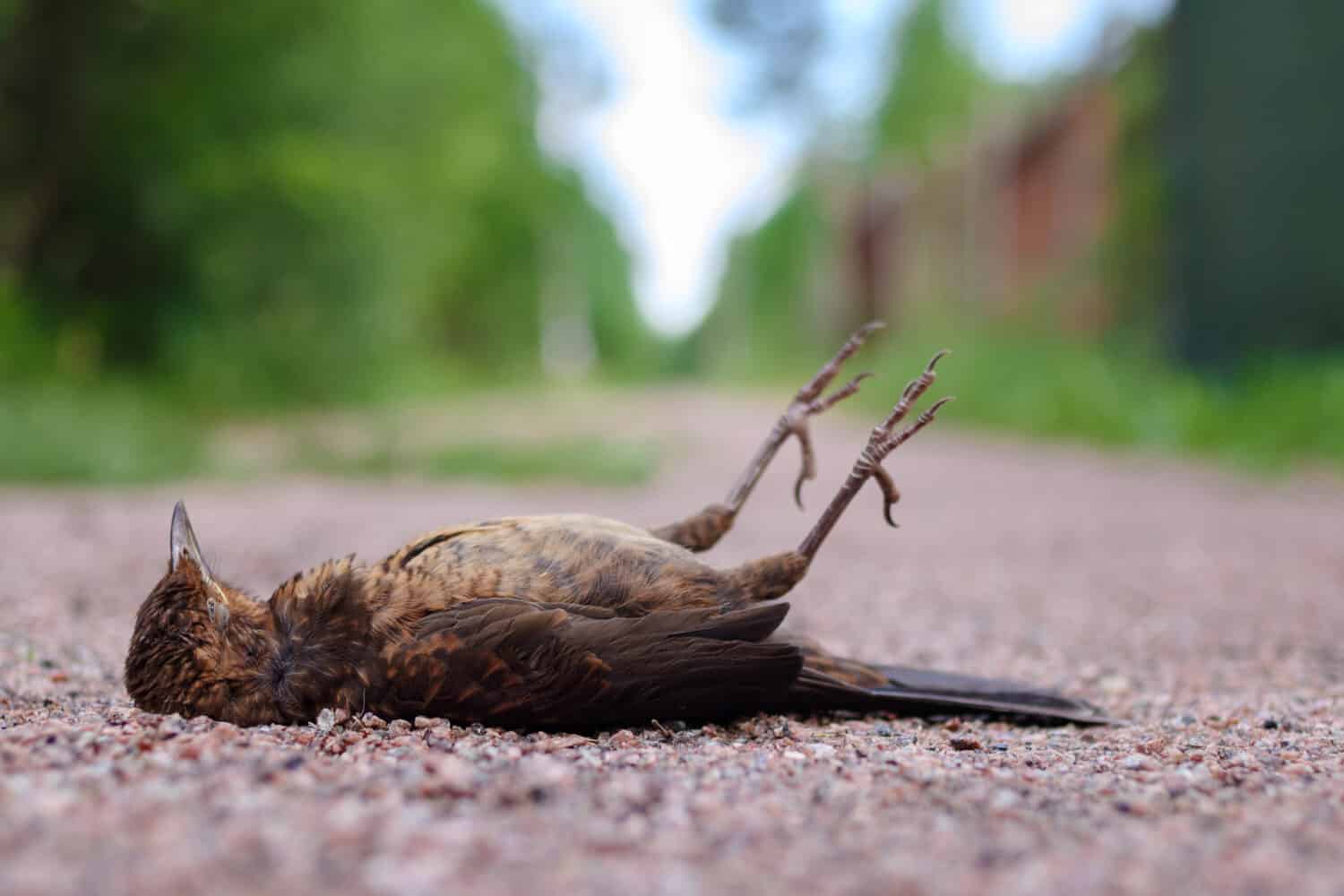 5-reasons-why-there-are-dead-birds-in-your-yard-backyardway