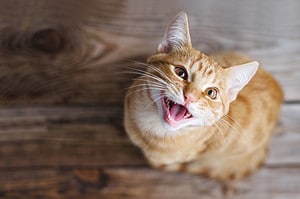 Can Cats Eat Bread? 4 Things to Know Before Feeding Picture