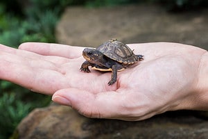 How to Care For a Baby Turtle: 7 Steps to Take If You Encounter One Picture