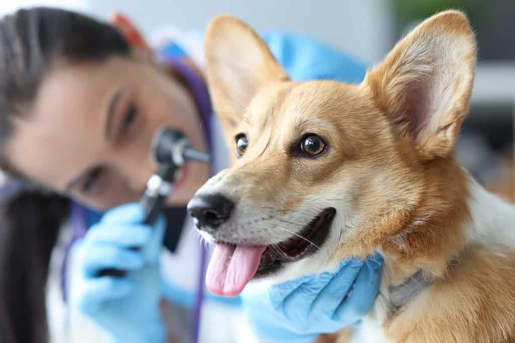 Veterinarian examines dog ears with otoscope closeup
