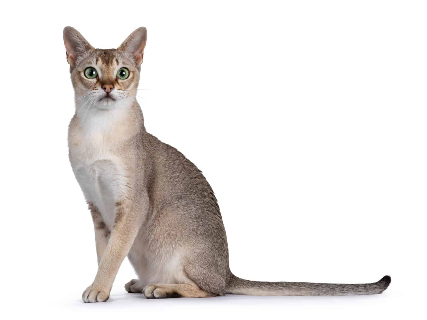 Handsome young adult Singapura cat, sitting up side ways. Looking straight at camera with mesmerising green eyes. Isolated on a white background.