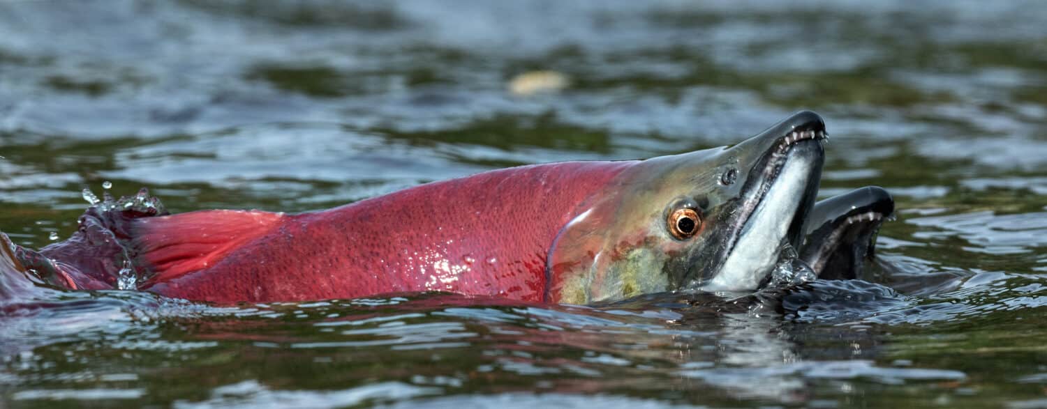 Sockeye Salmon in the river. Red spawning sockeye salmon in a shallow stream. Sockeye Salmon swimming and spawning. Scientific name: Oncorhynchus nerka