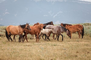 What Is a Group of Horses Called? Picture