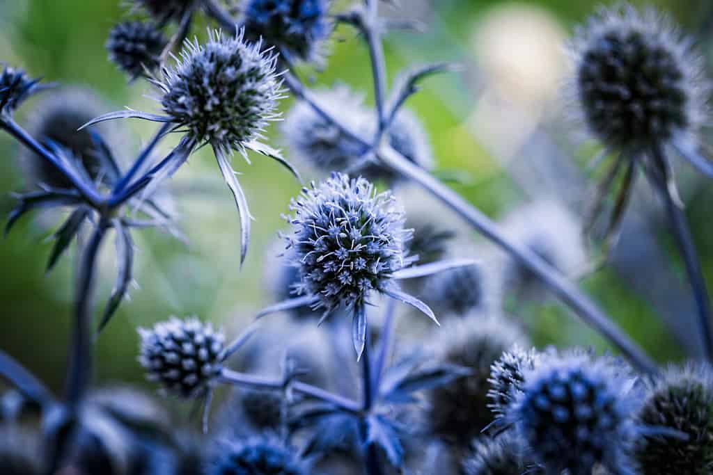 Blue flowers, stems and leaves of thorny plant Eryngium planum, or the blue eryngo or flat sea holly.