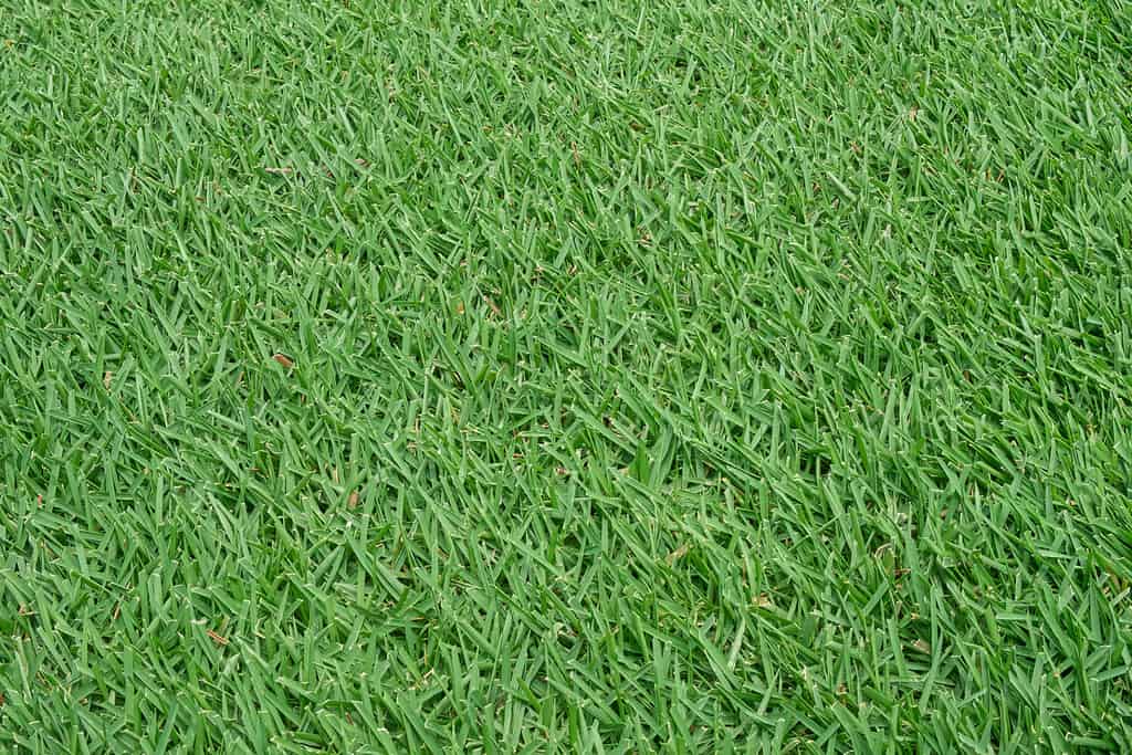 Green grass background texture. Green lawn texture background. top view. Zoysia grass