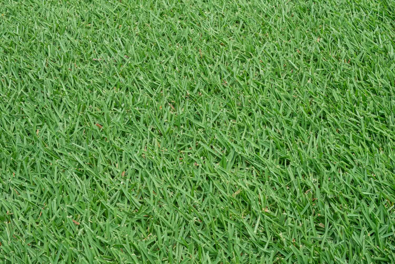 Green grass background texture. Green lawn texture background. top view. Zoysia grass