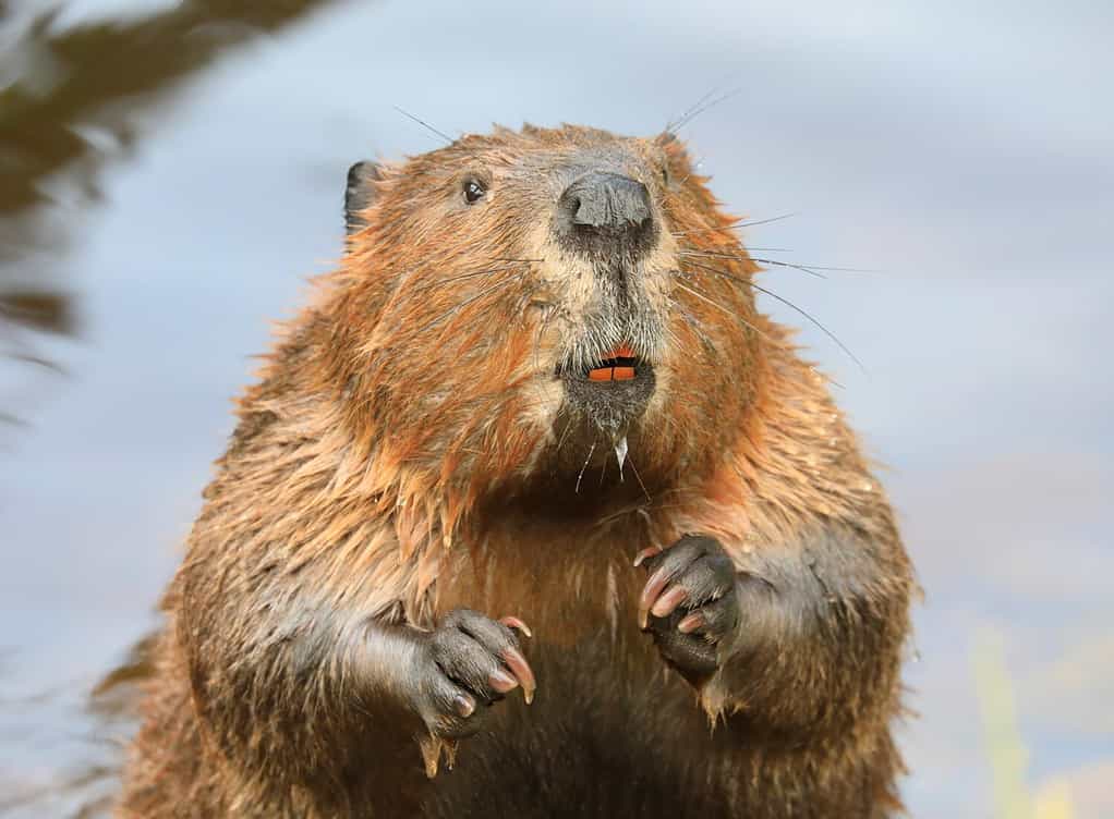A close up portrait view of an North American beaver.