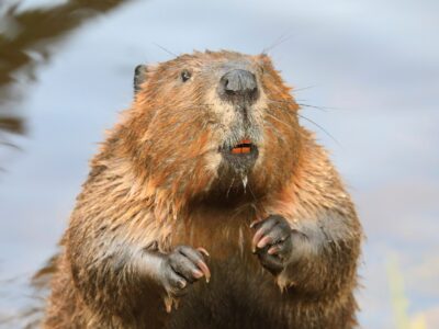 A Discover Why Oregon Is Called the Beaver State
