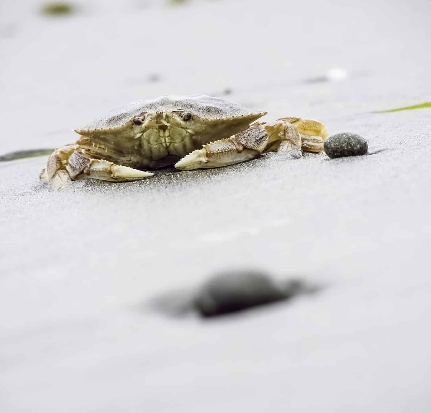 Small aquatic crab (unknown species) on sandy beach along the Pacific coast of Washington (selective focus)