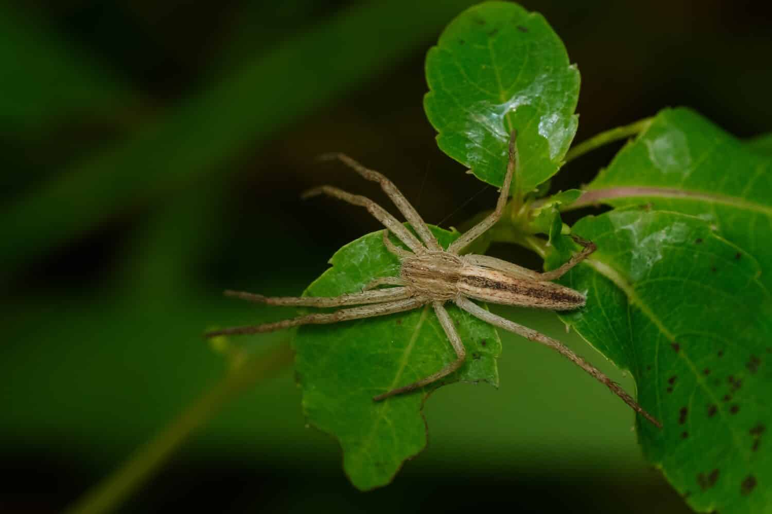 An Oblong Running Spider is resting on a green leaf. Taylor Creek Park, Toronto, Ontario, Canada.