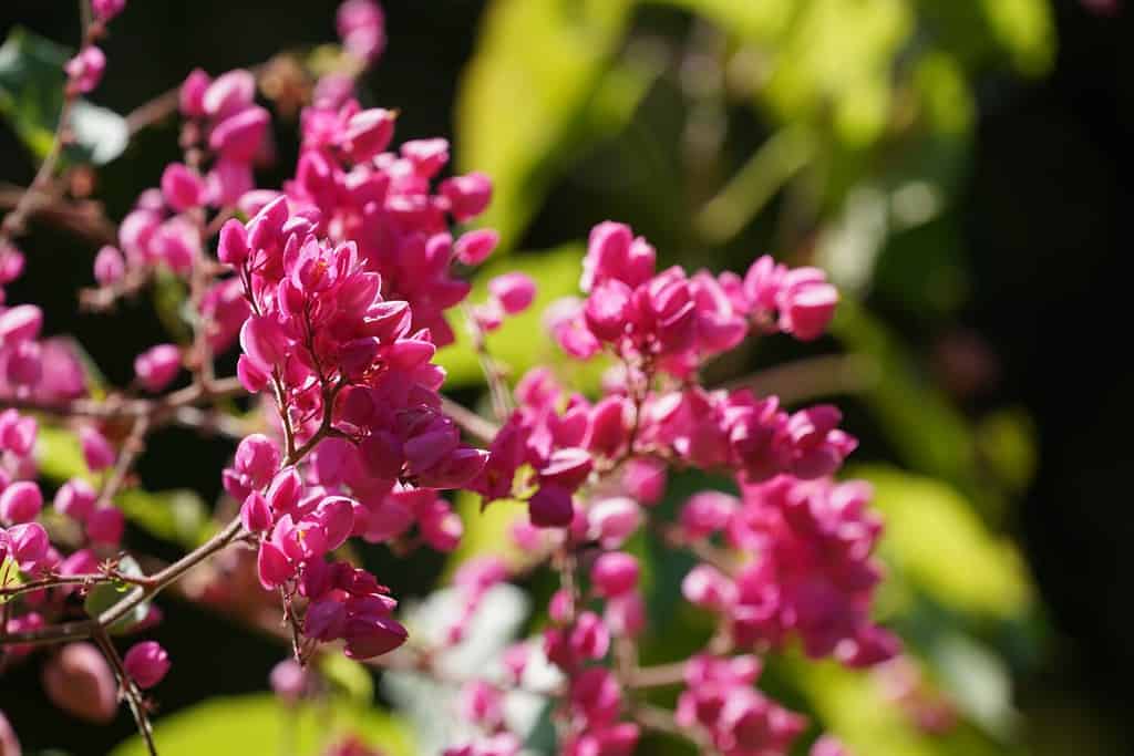 Coral bell or Antigonon leptopus, Mexican Creeper, Queen's Wreath, bee bush, Coralita, San Miguelito vine