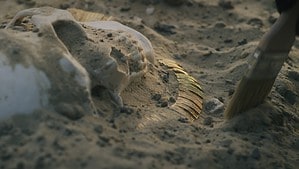 The 10 Oldest Human Fossils Ever Found - A-Z Animals