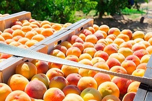 Peach Season in Texas: Peak Timing for the Juiciest Harvest Picture