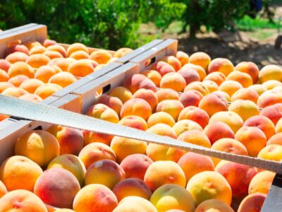A Peach Season in Texas: Peak Timing for the Juiciest Harvest
