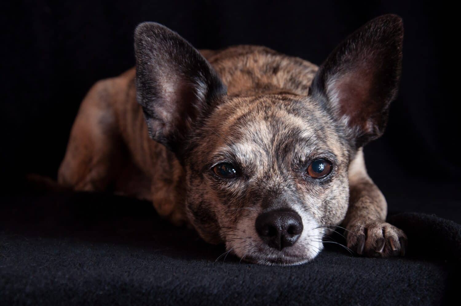A brindle dog stares into the camera. Dog is laying down on a black blanket in front of a black background. 
