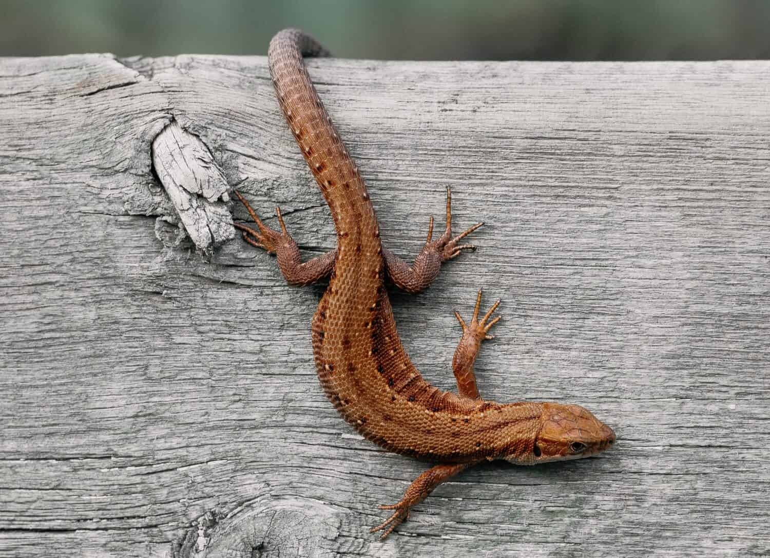 lizard poop is solid, and a characteristic grayish-brown color. It is often found in small piles under rocks or logs where lizards are known to hide.