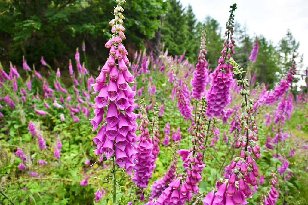 Foxglove (Digitalis purpurea) on the slopes of Waligora mountain, Stone Mountains, Poland.