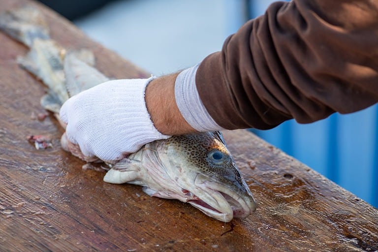 Haddock vs. Cod: 5 Main Differences Explained - A-Z Animals