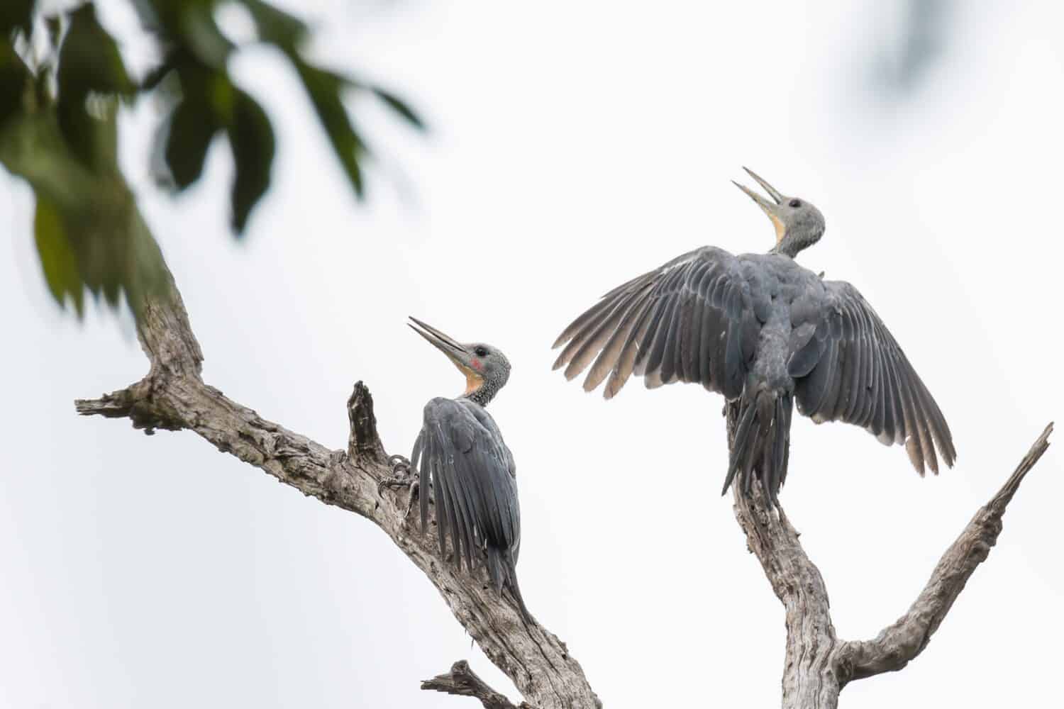 A noisy pair of the globally threatened Great Slaty Woodpeckers