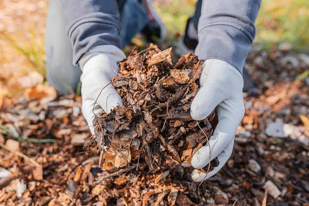 Hands in gardening gloves are sorting through the chopped wood of trees. Mulching tree trunk circle with wood chips. Organic matter of natural origin