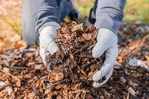 Pine Bark Nuggets vs. Mulch: Which Mulching Material is Best for Your Garden? photo