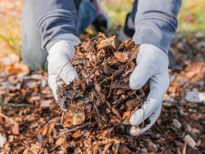 A Pine Bark Nuggets vs. Mulch: Which Mulching Material is Best for Your Garden?
