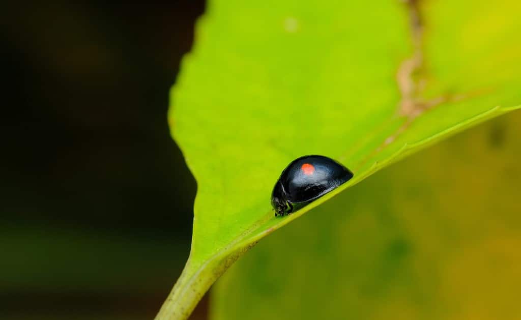 10-different-colors-of-ladybugs-rarest-to-most-common-a-z-animals