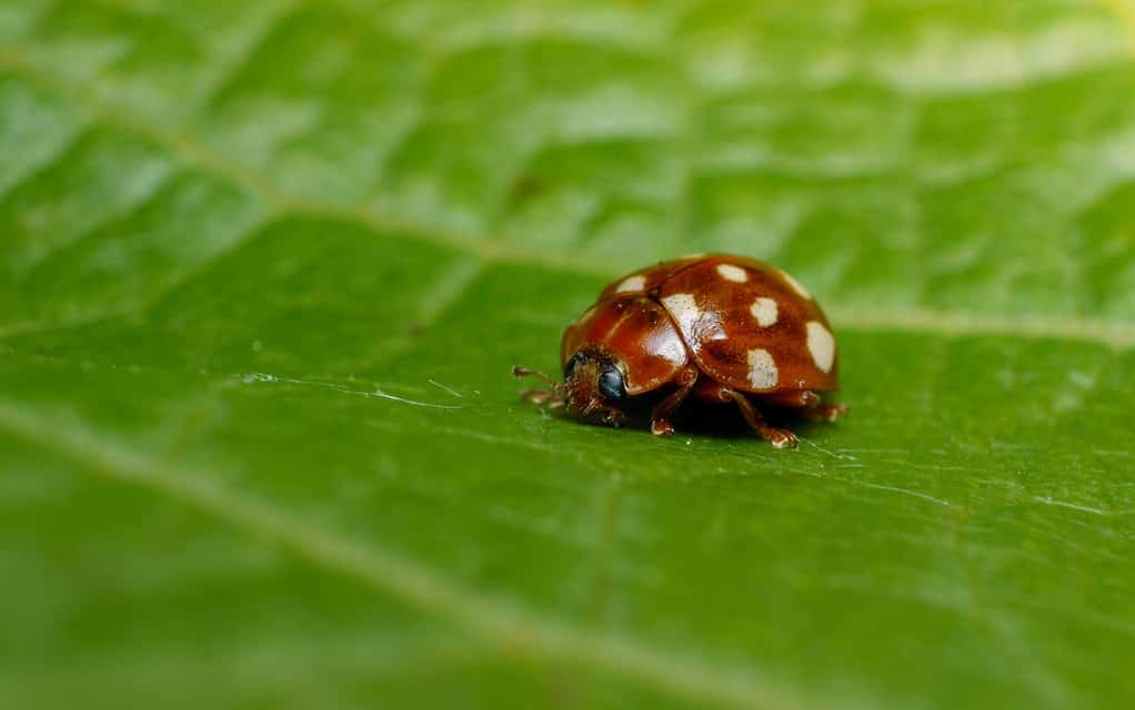 10-different-colors-of-ladybugs-rarest-to-most-common-a-z-animals